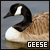 canadiangeese.jpg