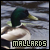 mallards.png
